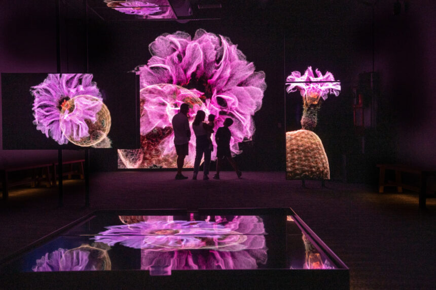 Installation view of FRAMERATE: Desert Pulse. Courtesy of the artist.